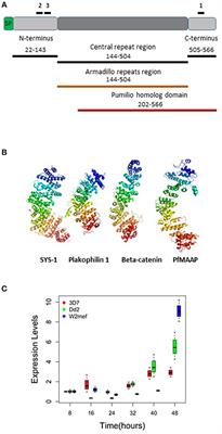 Plasmodium falciparum Merozoite Associated Armadillo Protein (PfMAAP) Is Apically Localized in Free Merozoites and Antibodies Are Associated With Reduced Risk of Malaria